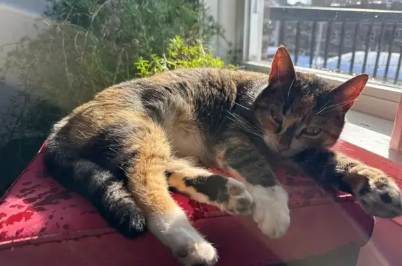 Lost female cat, Northwood Avenue, St. Louis - calico - photo