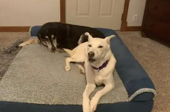 Lost female dog, Vaughn Road, Wood River - very skittish - photo