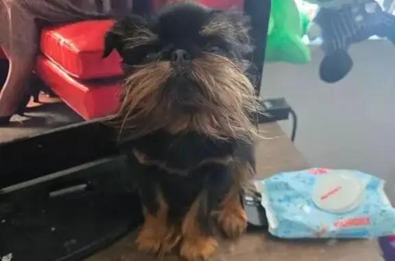 Lost male dog, Scott Street, Pittsboro - black and tan with a long beard - photo