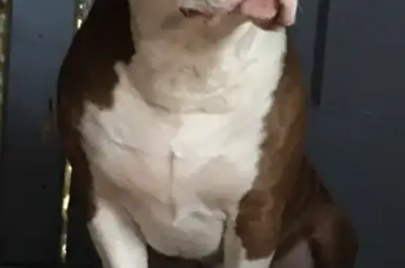 Lost Male Dog, North Main Street, Archbald - fawn patch on left eye - photo