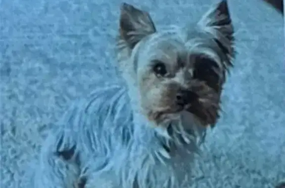 Lost male dog, Cobblestone Court, 356, Hampton - silver and black, small tail - photo