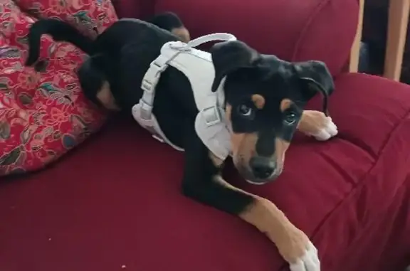 Found dog Arlington, photo: Found male dog, Horn Lake Road, 4649, Memphis - black, 4 months old