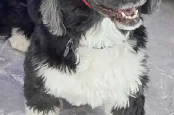 Lost female dog, Heritage Trail, Elizabeth - Portuguese Water Dog - photo