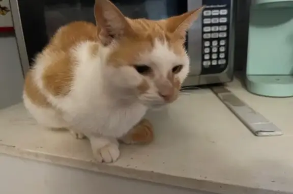 Lost female cat, Union Avenue, Rossville - polydactyl - photo