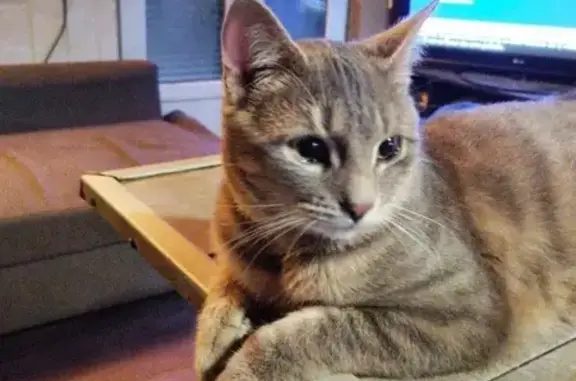 Animaux perdus Strasbourg, photo: Chat perdu, Fresse, Strasbourg - tigré gris avec griffure sur l'oreille