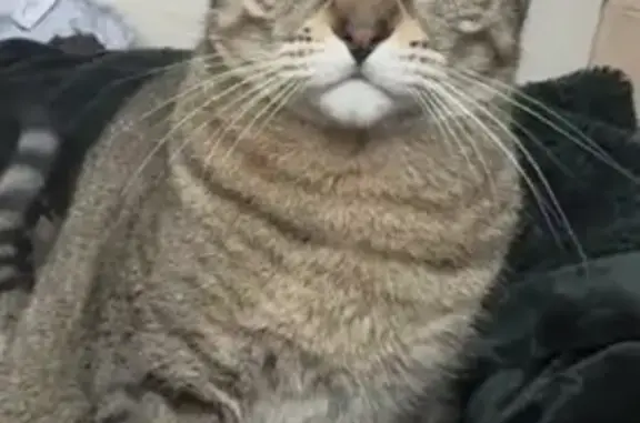 Missing cat Wayzata, photo: Lost male cat, Wayzata Boulevard, Wayzata - playful and friendly