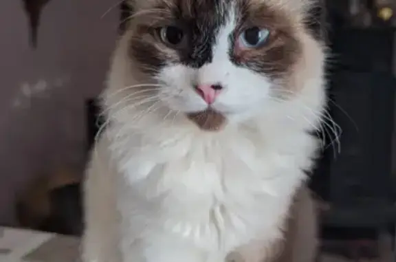 Chat perdu, Le Lardin-Saint-Lazare, photo: Perdu chat, Rue des Cosmos, Châtres - Angora