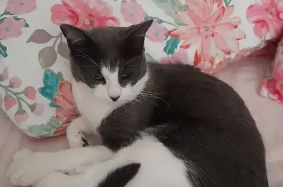 Lost female cat, Roseville Place, Hobart - grey and white, very friendly - photo