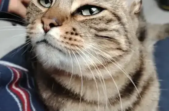 Chat perdu, Impasse des Saules, 7, Bruguières - Alvine 2 ans et demi - photo