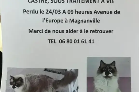 Chat perdu, Magnanville, Île-de-France - photo