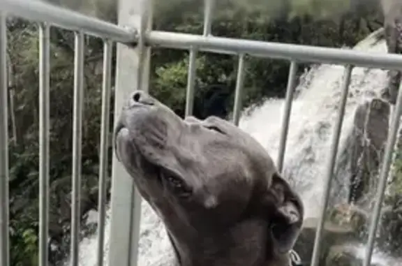 Lost pets Melton, photo: Lost male dog, Exford Road, Melton - blue staffy