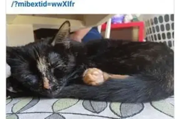 Missing cat Female, Port Adelaide Enfield (al495641) - photo