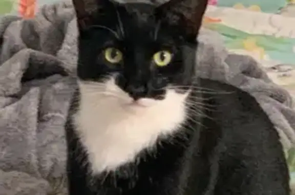 Lost male cat, Springs Road, 104, City of Kingston - black and white tuxedo - photo