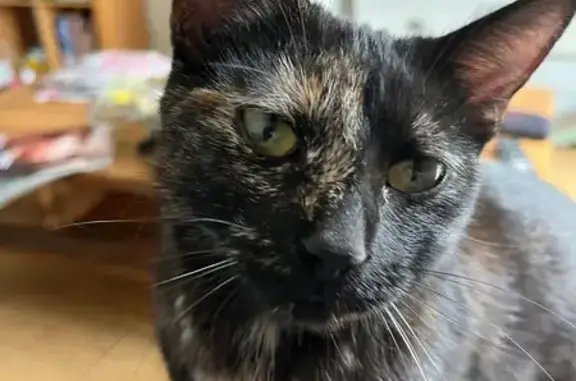 Animaux perdus Saint-Georges-de-Didonne, photo: Chat perdu, Impasse Camille Hubert, Saint-Georges-de-Didonne - jeune minette pucée