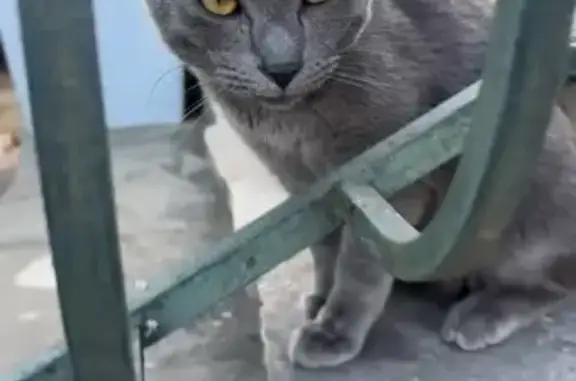 Chat perdu, Rue Henri Dunant, 1, Brunoy - photo