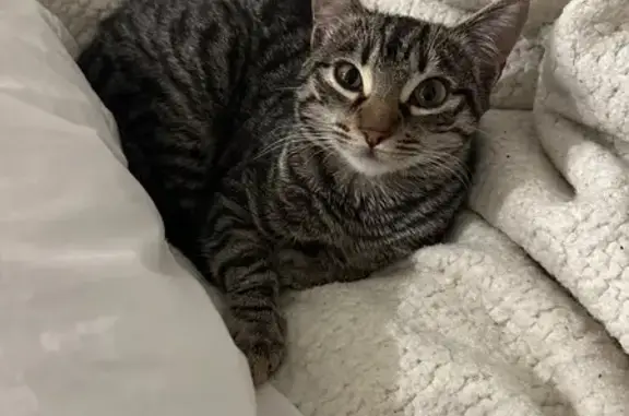 Gato perdido Hembra, Pozuelo de Alarcon (sl495225) - photo