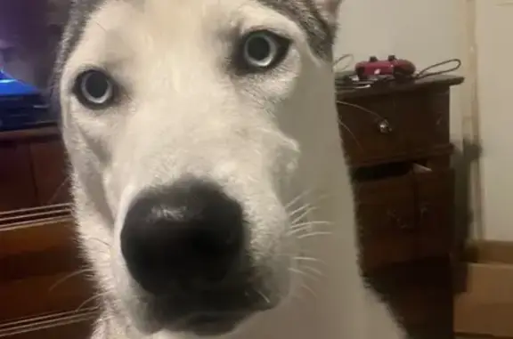 Lost male dog, Illinois Drive, Fort Myers - skinny husky with Mohawk style - photo