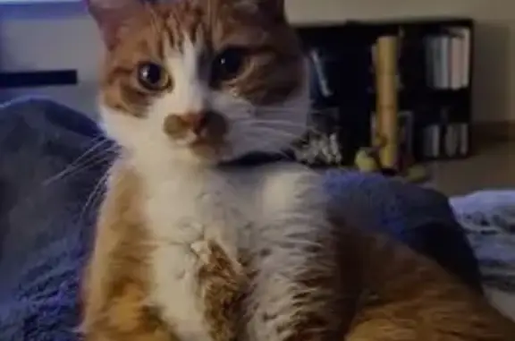 Chat perdu, Belin-Béliet, photo: Chat perdu, La Couyelle, 11, Belin-Béliet - roux et blanc