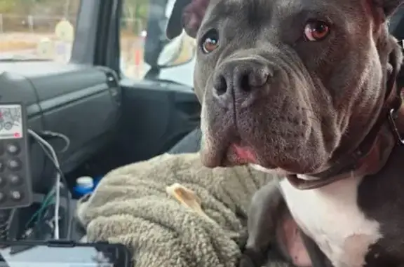 Chien perdu, Avenue des Bruyères, Belin-Béliet - American bully gris - photo