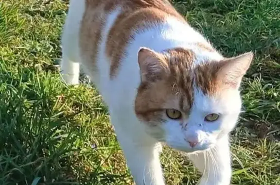 Chat perdu, Arthel, Paris - déteste les voitures - photo