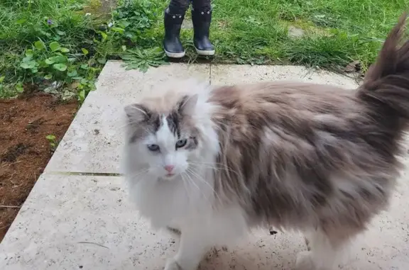 Chat perdu, homme, Rezé - pelage long blanc et gris - photo
