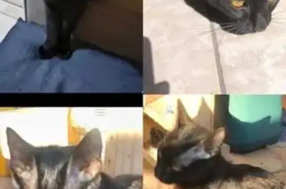 Gato desaparecido Fêmea (brl002529) - photo