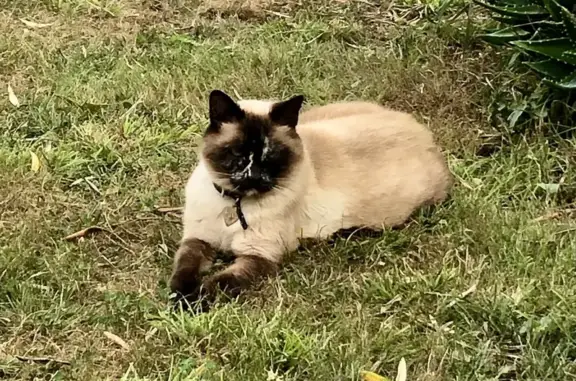 Chat perdu, La Rochelle, photo: Chat perdu, Rue Victor Hugo, La Rochelle - Shana, siamoise de 15 ans