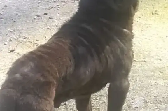 Animaux trouvés Toulon, photo: Trouvé Chien, Benoît Malon - Les Ameniers, Toulon - se cache en hauteur