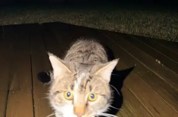 Chat perdu, Rue de la Forêt, Saubion, Olivet - tigré et blanc, mâle non castré - photo
