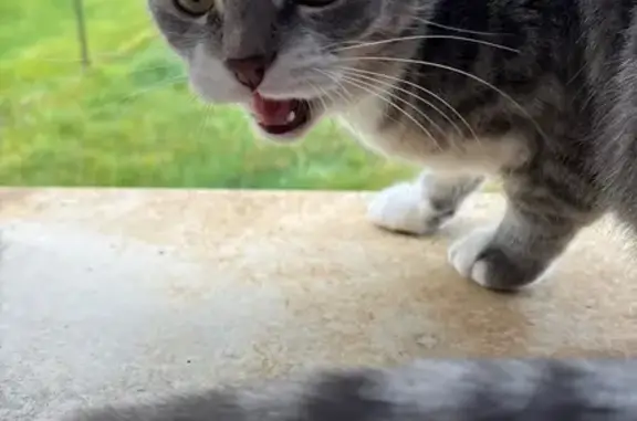 Animaux perdus Lyon, photo: Chat perdu, Berg-sur-Moselle, Lyon - femelle de 7 mois