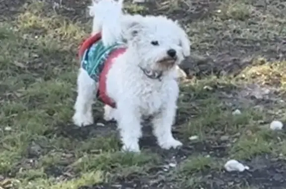 Lost male dog, Short Street, 2420, Baytown, Arlington - black spot on tongue - photo