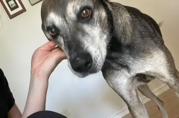 Missing dog Male, Perth (al495...