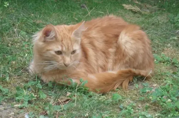 Chat perdu, Rue Marcel Pagnol, Tournefeuille - adulte roux à poils longs - photo