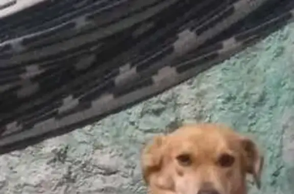 Cachorro perdido Fêmea (brl002530) - photo