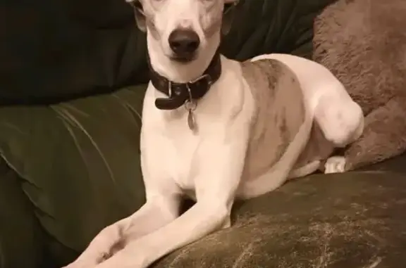 Chien perdu Crégy-lès-Meaux, photo : Chien perdu, homme, blanc avec tâches grises, Crégy-lès-Meaux, Île-de-France