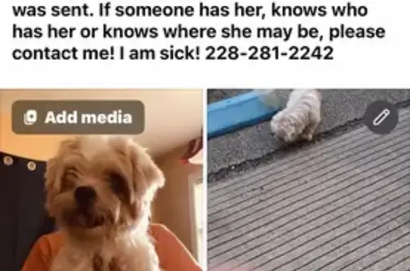 Lost Female Dog, Wilson Avenue, Pascagoula - White Maltese with Tan Spot - photo