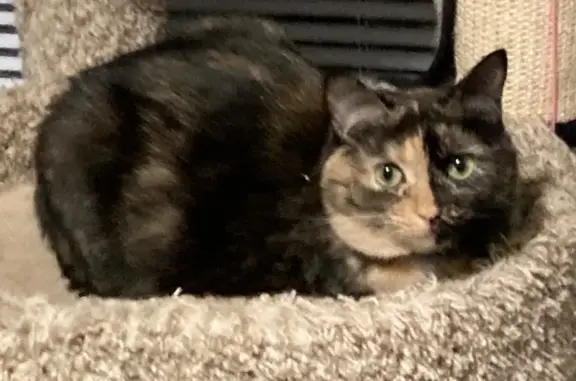 Missing cat Grand Ledge, photo: Lost female cat, North Hartel Road, Grand Ledge - Tortie, skittish