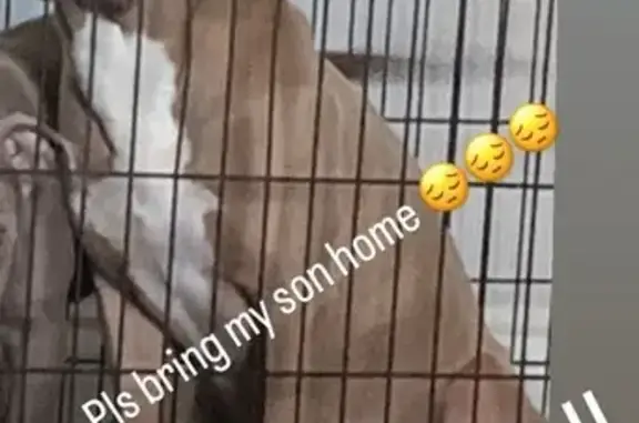 Lost male dog, South Western Avenue, Oklahoma City - tan coat with white spot - photo