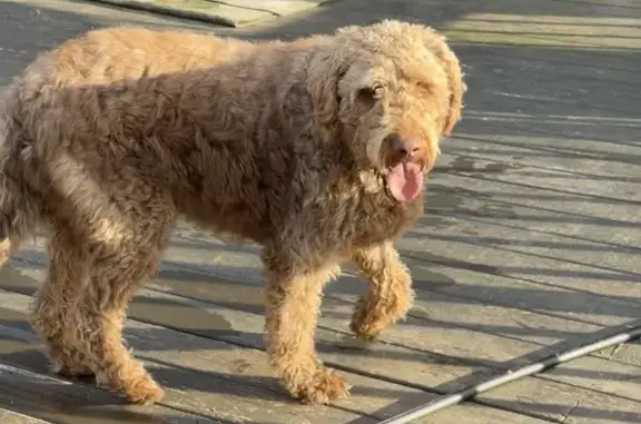 Found dog Buchanan, photo: Found Male Dog, East Antioch Road, Buchanan - Labradoodle