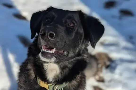 Lost Dog, Full Sail, Fort Valley - female with a white tipped tail - photo