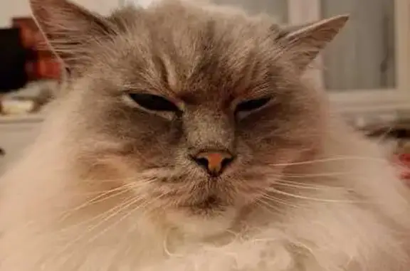 Animaux perdus Lyon, photo: Perdu chat homme, Rue du Chapitre, Quincy-Voisins - ragdoll blanc