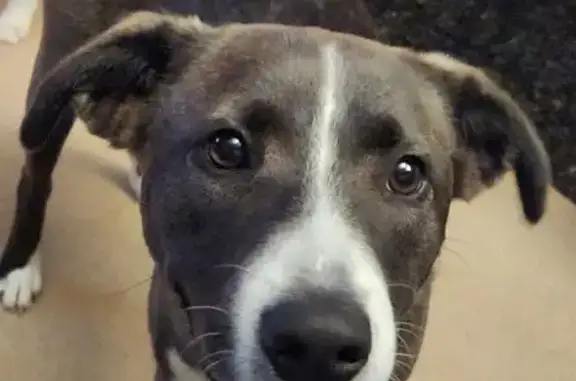 Lost female dog, West Market Street, Kernersville - medium size with white spots - photo