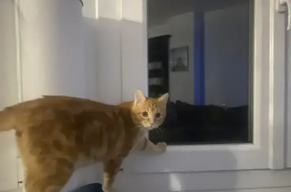 Chat perdu roux, Alençon, Normandie - dessins de marcassin - photo