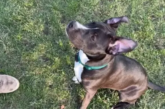 Found dog Mentor, photo: Found female dog, Mentor Avenue, Mentor - unique white markings