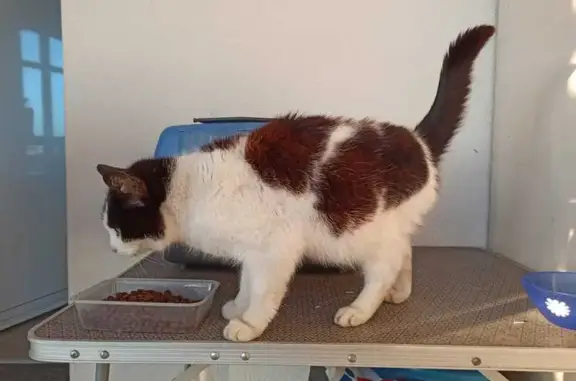 Chat trouvé Paris, photo: Trouvé Chat femme, Rue des Javelles, Château-Thébaud, Paris - blanche et noir avec du roux