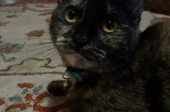 Lost female cat, Arlington Avenue, Lincoln - torti with a dark blue collar - photo