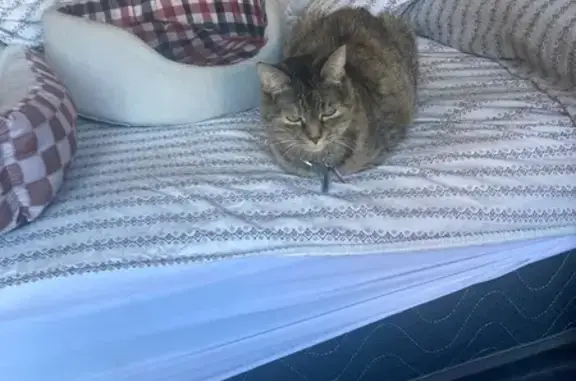 Lost female cat, North 108th Place, Scottsdale - photo