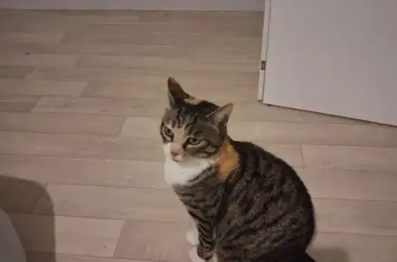 Chat perdu, Buxerolles, photo: Chat perdu, femelle, Avenue du Passage de Saint-Jacques, Buxerolles - tigrée avec taches rousses