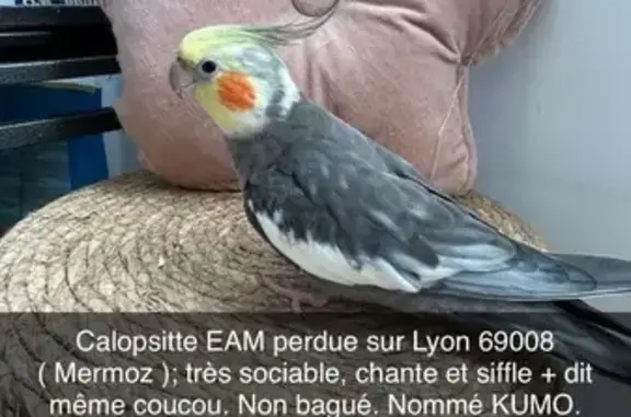 Oiseau perdu, Avenue Jean Mermoz, Lyon - Calopsitte élégante sociable - photo