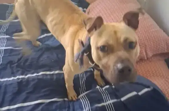 Found dog Titusville, photo: Found male dog, Matthew Circle, Port Saint John - light brown, friendly